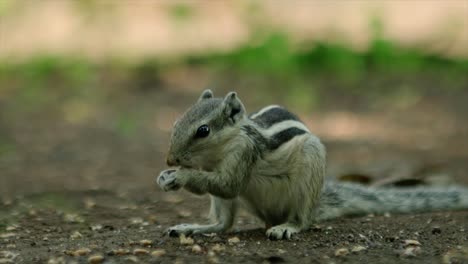 Indian-palm-squirrel-eating-grass-close-up,-4K-stock-footage