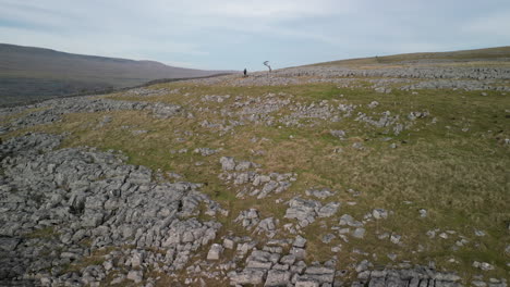 Hiker-walking-to-old-tree-on-rocky-hillside-in-English-countryside-at-Ingleton-Yorkshire-UK