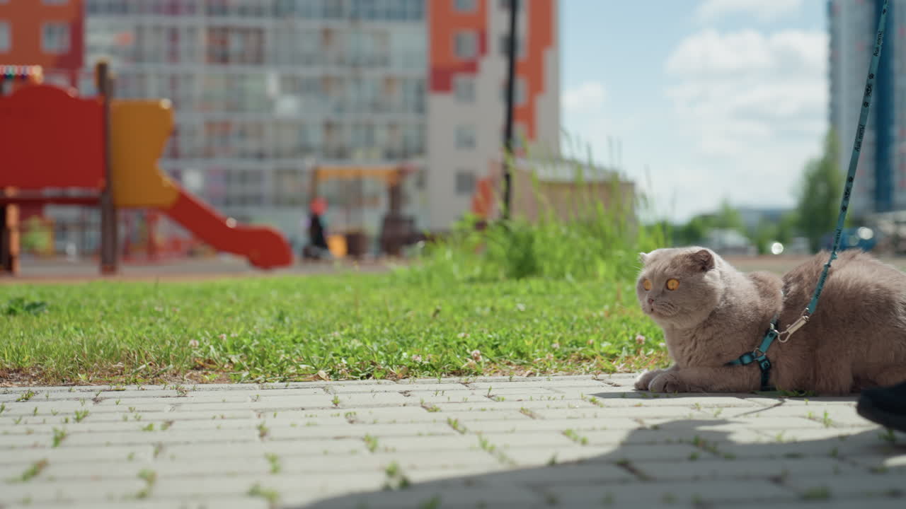 Park Scene Snapshot, Woman Walks With Cat Nearby Structures, Lady Carefully Strolls With Her Feline Through Neighborhood, Cautious Woman Explores Neighborhood Streets With Her Pet Cat