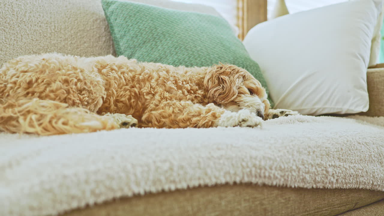 En Toy Puddel og Havanese blanding hviler på en blød sofa med en pude og en grøn pyntepude i dagslys i et hyggeligt opholdsområde derhjemme.