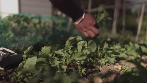 primer plano de manos latinas recogiendo plantas del suelo en un huerto al mediodía
