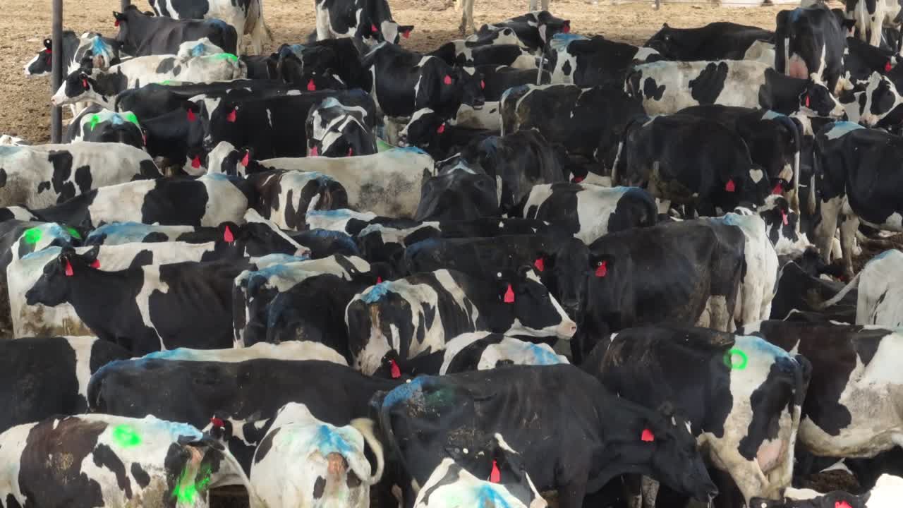 미국 남서부 의 농장 에서 고기 가축