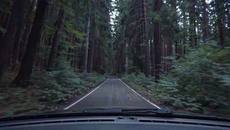 narrow paved roadway winding through dense, dark forest with shadowy trees encroaching from both sides, capturing immersive dashboard camera perspective during wilderness journey