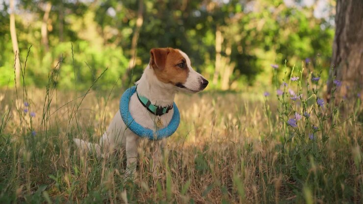 Cute Jack Russell Terrier playing in the park