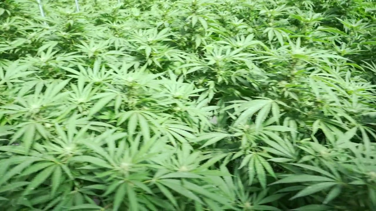 Scivolando lungo la chioma delle piante di cannabis, tutte in fila