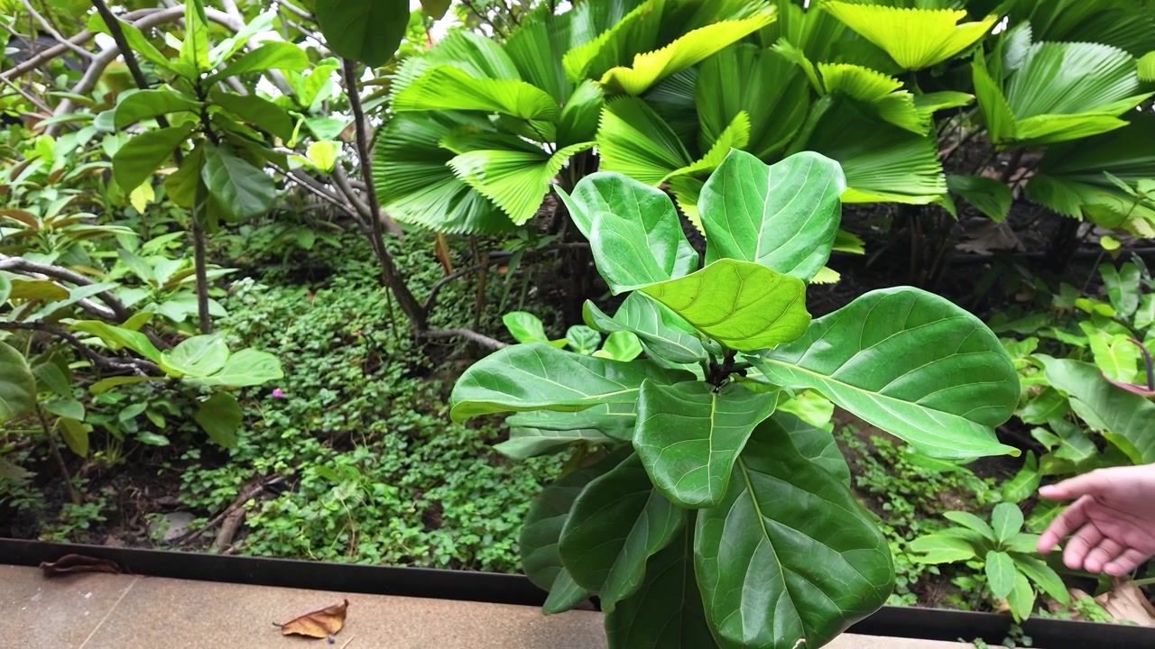 Primo piano di una mano che tocca una foglia di Ficus lyrata in un lussureggiante giardino di Bangkok
