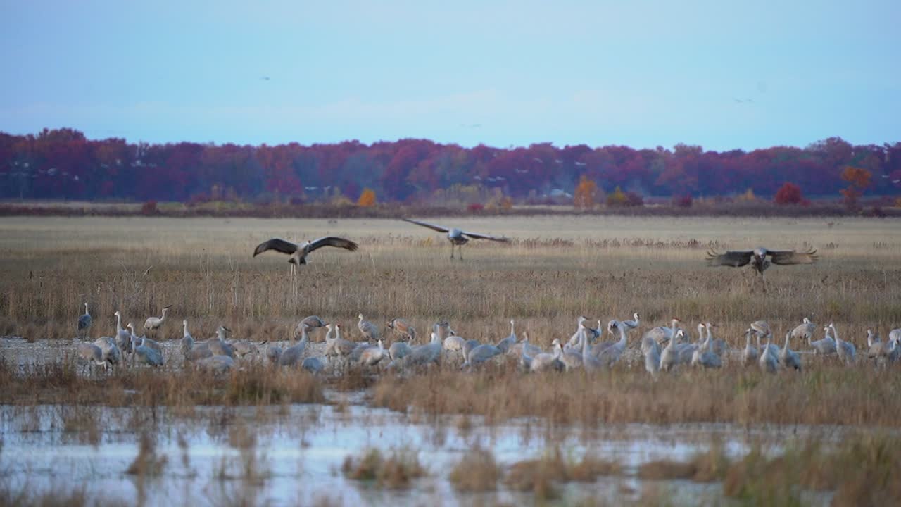 Three sandhill cranes landing among a large gathering of other cranes during the migration with fall colors in the background