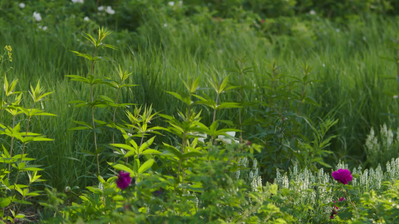 hermosas flores del jardín