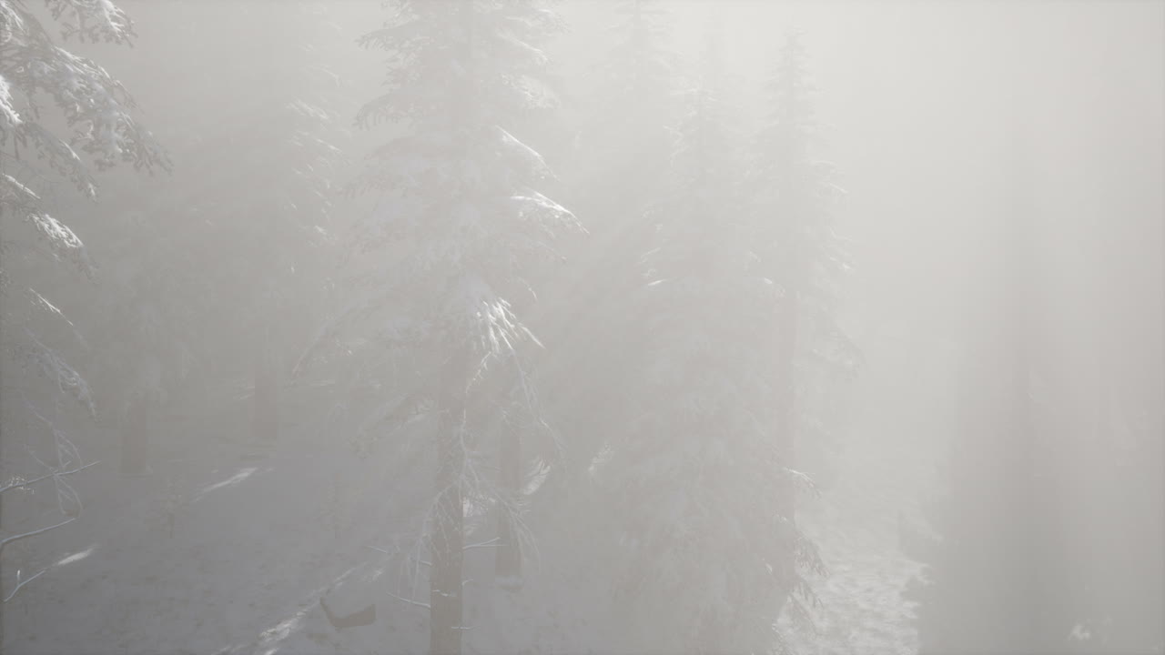 산 기?? 에 있는 소나무 숲 의 안개