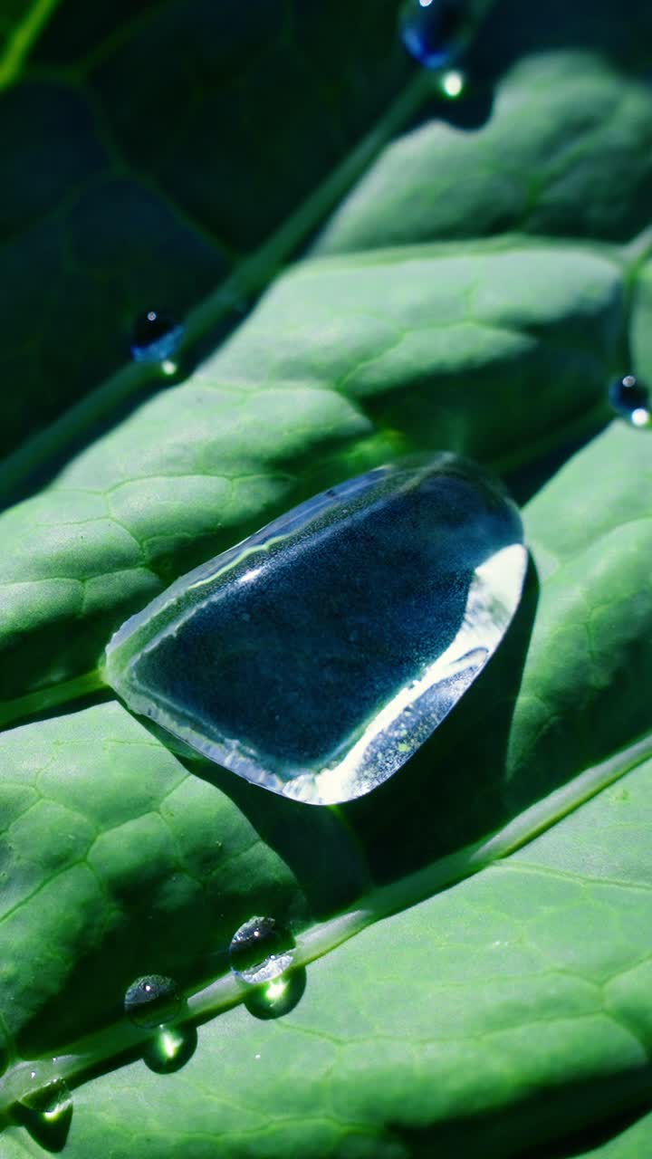 A drop of water glimmers on a leaf, reflecting sunlight beautifully. The scene captures the tranquility of nature, showcasing vibrant greenery and the details of water droplets in the sunlight