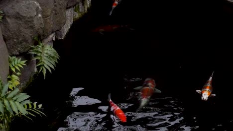 Zeitraffer-Von-Coy-Fischen,-Die-Im-Teich-Schwimmen,-Mit-Reflexionen,-Tokio,-Japan,-1920-X-1080-Hd