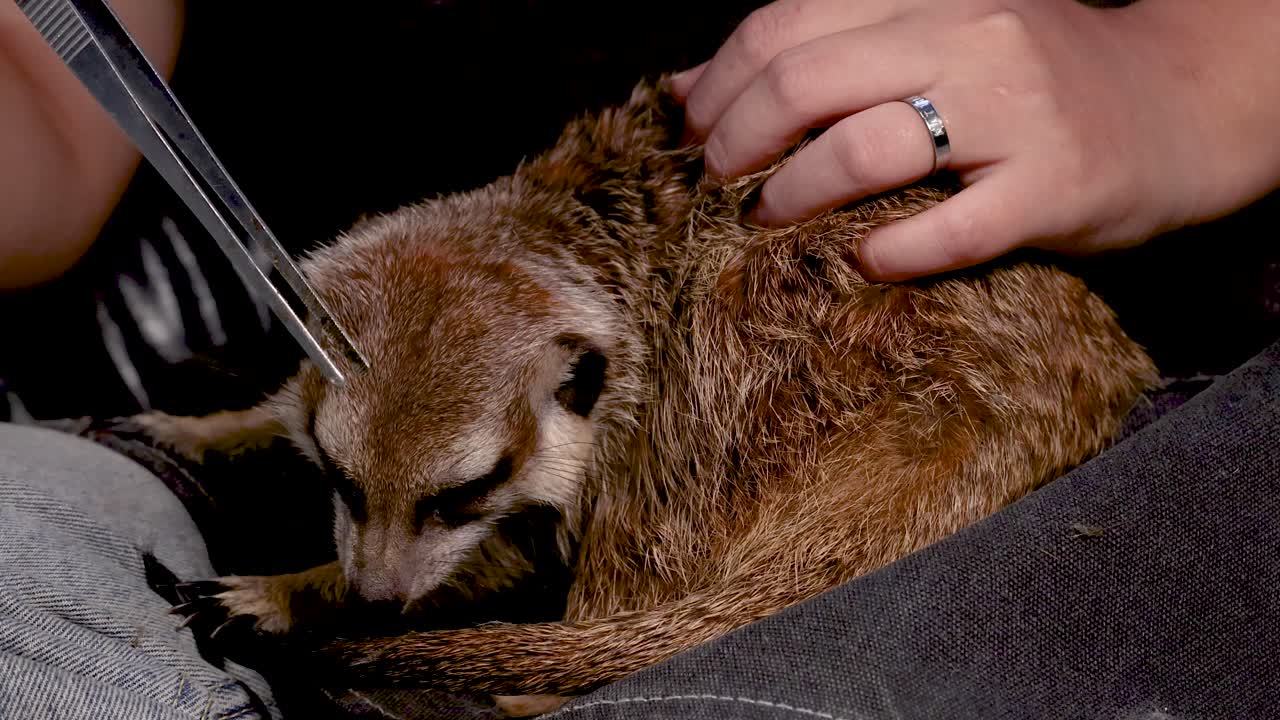 Un suricato mangia un verme della farina da delle pinzette mentre una persona tiene e accarezza l'animale