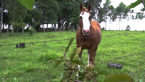 un caballo en campo abierto comiendo hierba durante el verano en brasil