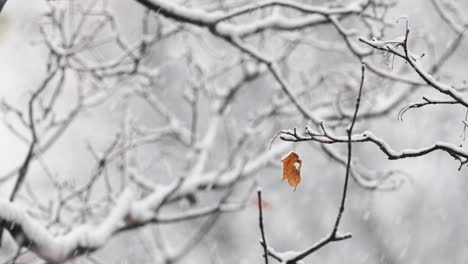 tree branches on the background of snowfall. flakes of snow falling down winter landscape.