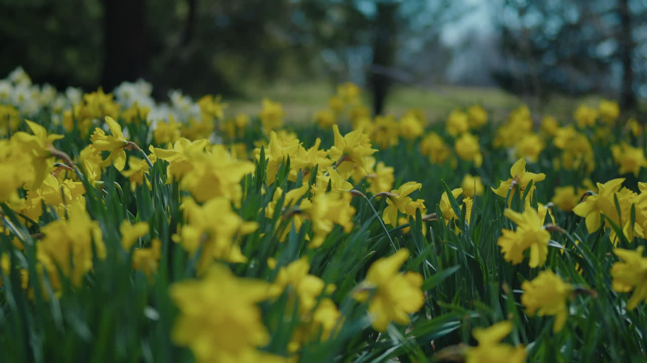 Wide Shot of a Meadow of Daffodils in Front of Trees on the Horizon