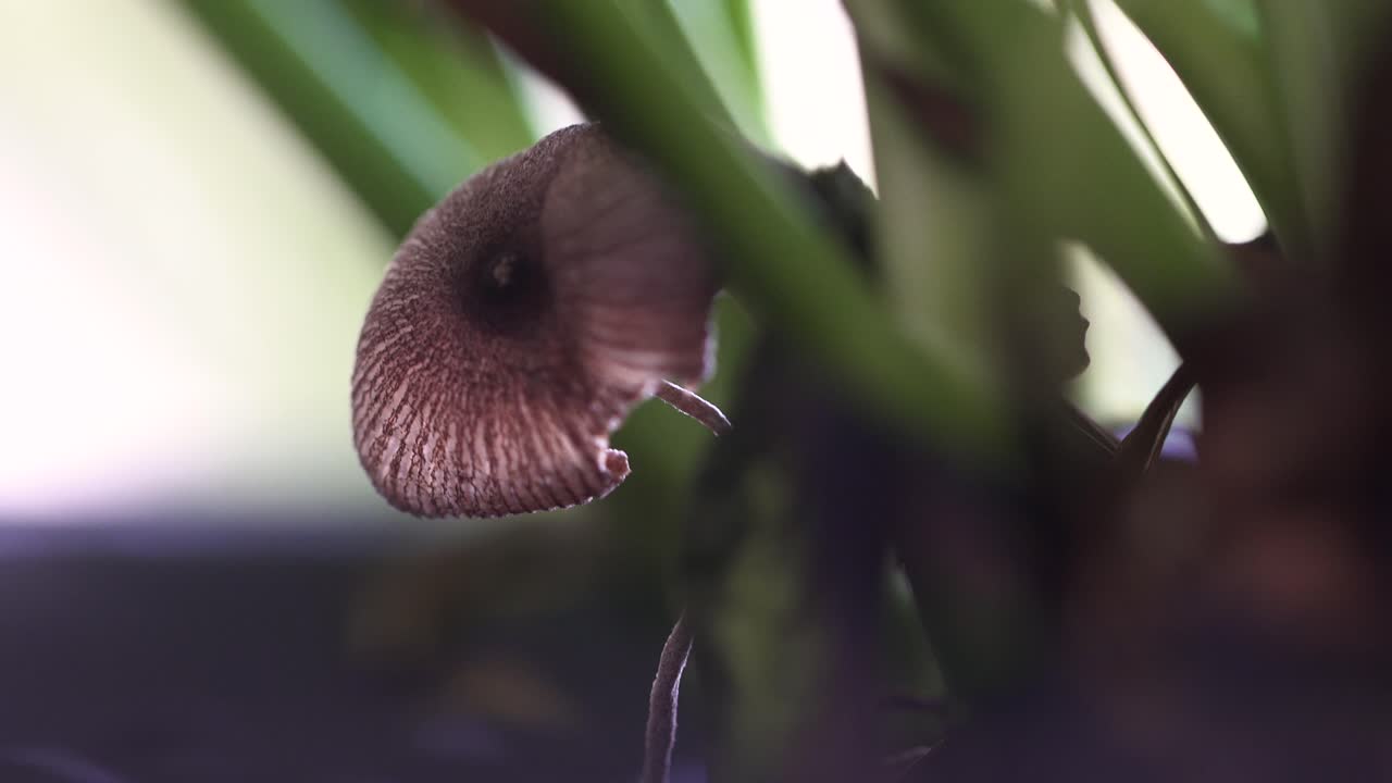 primer plano de un pequeño hongo que crece solo entre la hierba