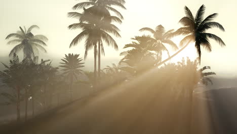 coco palm trees tropical landscape