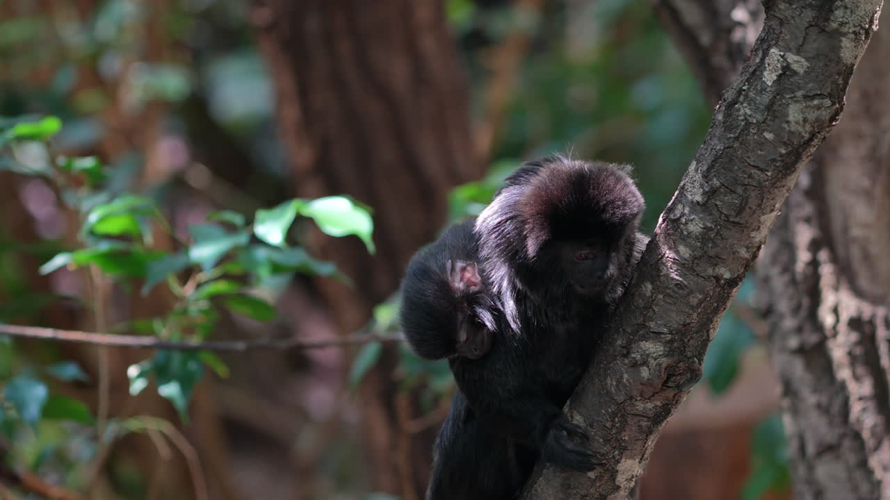 lindo joven mono tamarin encaramado en un árbol en la jungla y gritando fuerte, de cerca