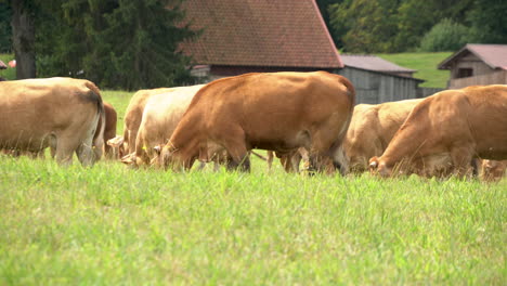 herd of brown cows grazing in the meadow and eating grass on a sunny day in zielenica, poland