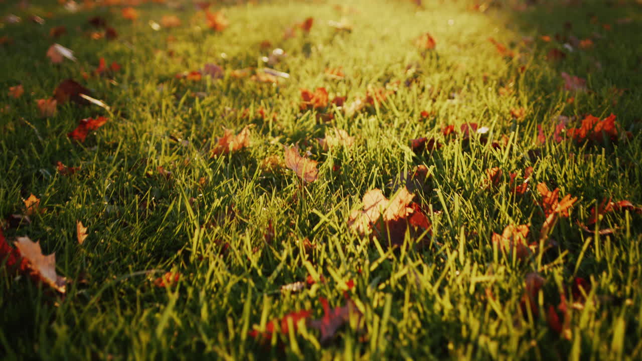 hojas amarillas en la hierba en el parque, el sol poniente los ilumina maravillosamente. steadicam tiro