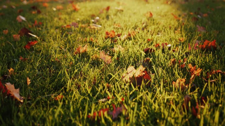 Yellow leaves on the grass in the park, the setting sun illuminates them beautifully. Steadicam shot
