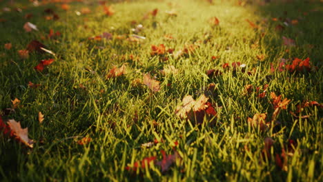 Gelbe-Blätter-Auf-Dem-Gras-Im-Park,-Die-Untergehende-Sonne-Beleuchtet-Sie-Wunderschön.-Steadicam-Aufnahme