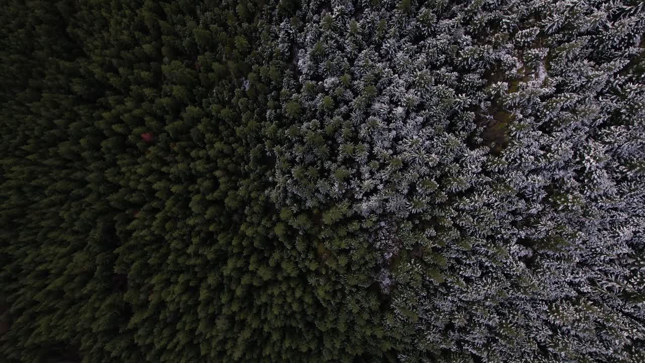 ドローンが森を飛ぶと木に新鮮な雪が降っているアルプス山岳森林の雪線