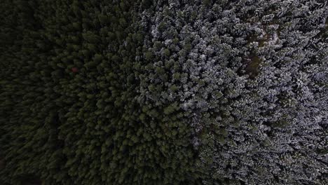 snowline of alpine mountain forest showing fresh snow on trees as drone flys through forest