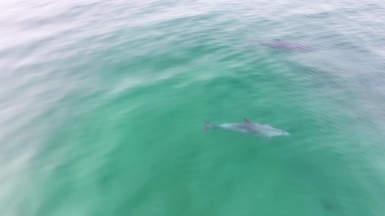 두 마리의 일반 돌고래가 아침 일찍 물 표면을 항해하고 있습니다.