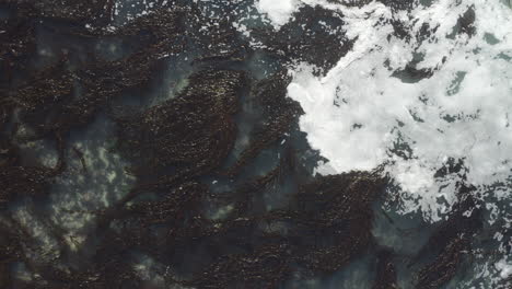 4k-Vista-Aérea-De-Focas-Alimentándose-En-Una-Gran-Laguna-De-Algas-Marinas-En-Monterey,-California