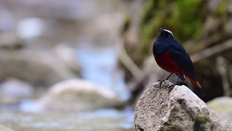 agua de tapa blanca redstart en la roca en la corriente de agua