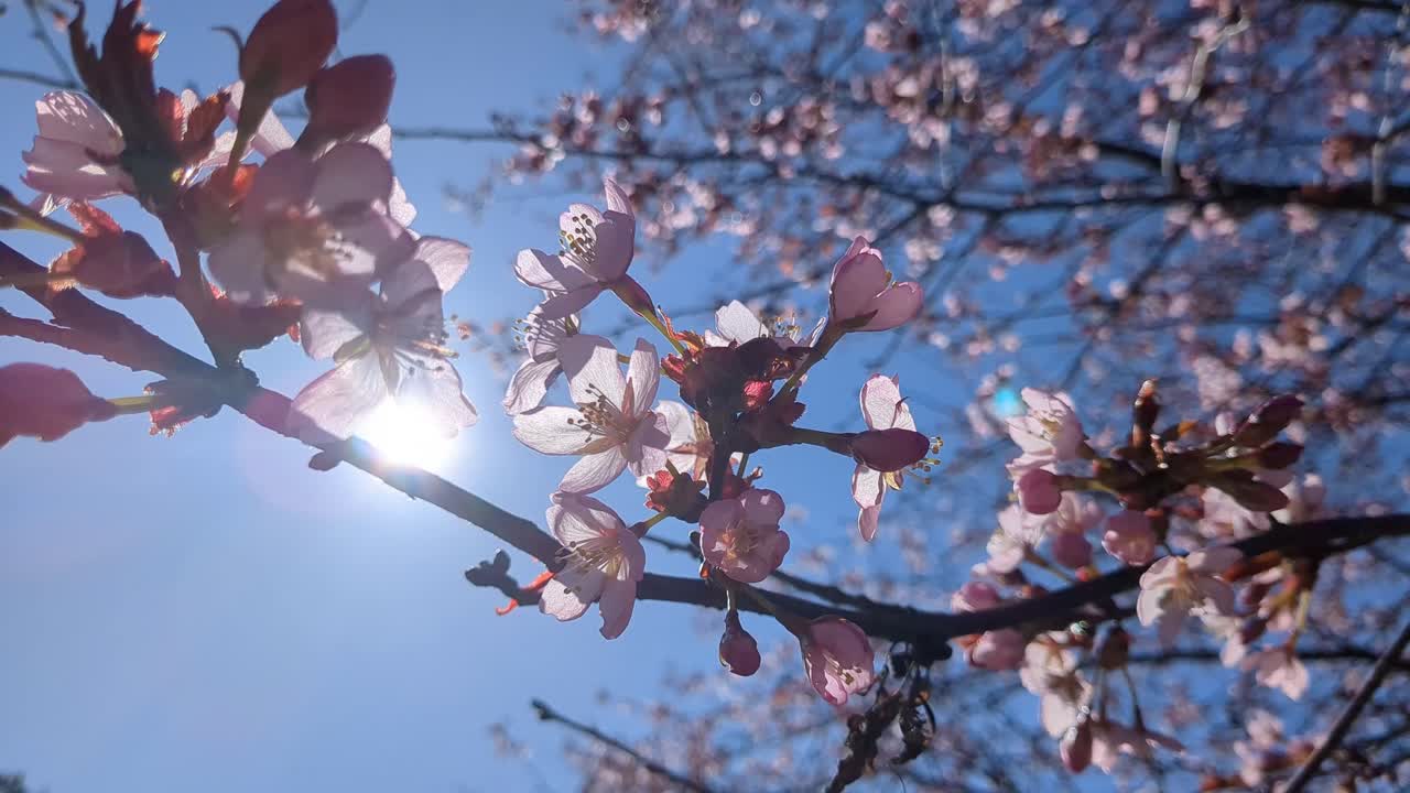 Cherry blossom tree flowers close up, hope, dreams and new beginning