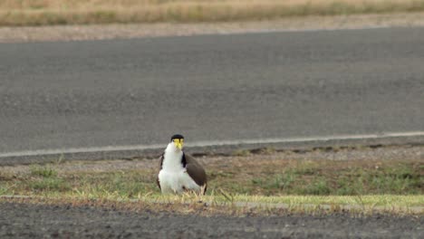 Masked-Lapwing-Plover-Baby-Chick-Nestles-Hides-Sits-Under-Parent