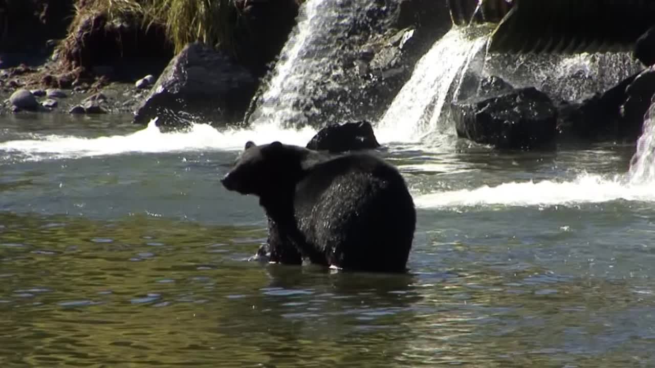 Black bear eating his catch of salmon in the river. Ketchikan, Alaska