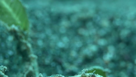 underwater close-up of tiny pipe seahorse - macro