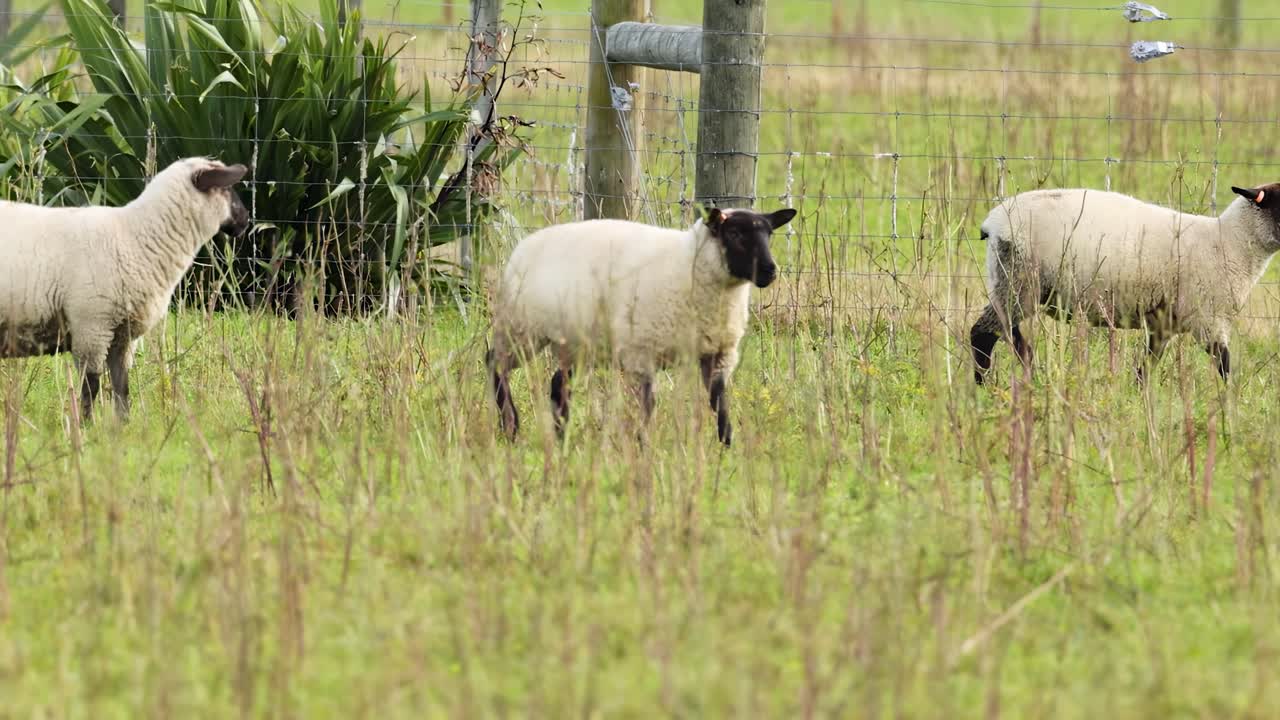 들판 에 있는 양 들