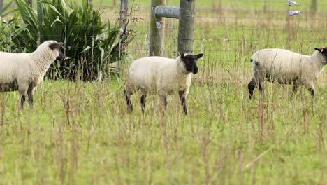 ovejas en un campo