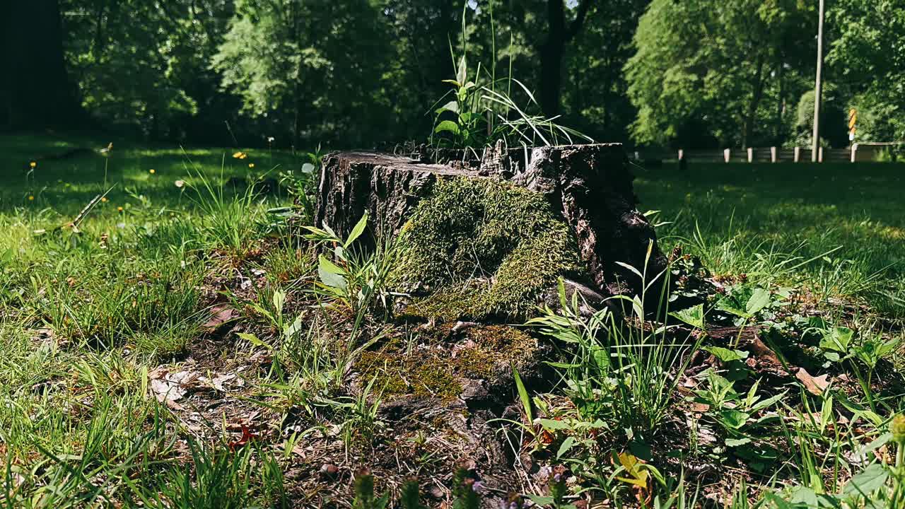 공원 에 있는 나무 어리