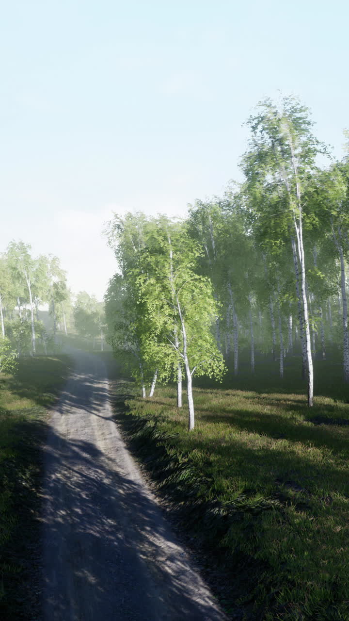 안개 나무 숲 길