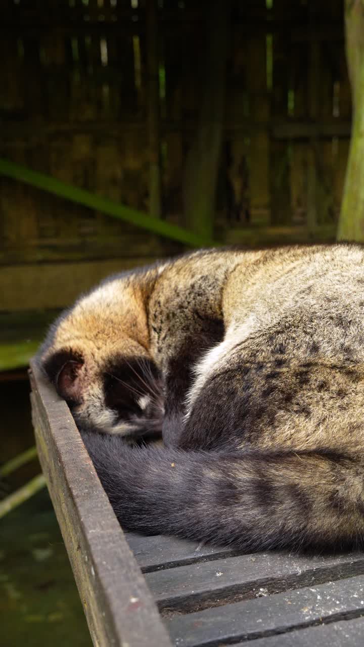 Vertical view of asian palm civet used in luwak coffee production in Indonesia