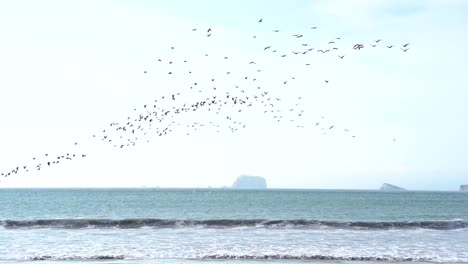 flock of birds flying over ocean beach