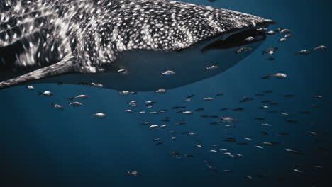 Boca-Abierta-Frontal-Del-Tiburón-Ballena-En-Cámara-Lenta-Abriéndose-Mientras-Nada-Con-Peces-Y-Buceadores