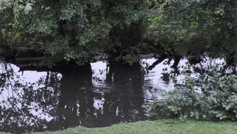 Coipo-Nutria-Roedor-Nadando-En-El-Río