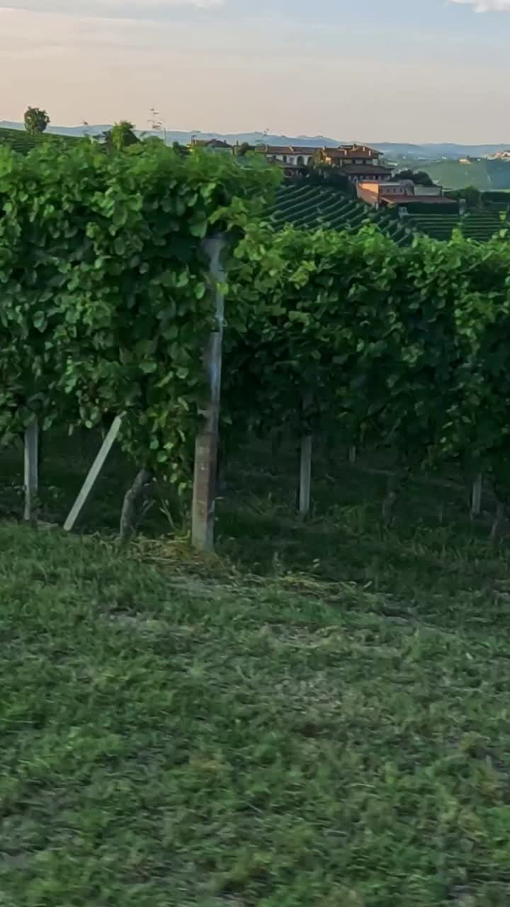 Vigneti rigogliosi e dolci colline a Cuneo, Italia