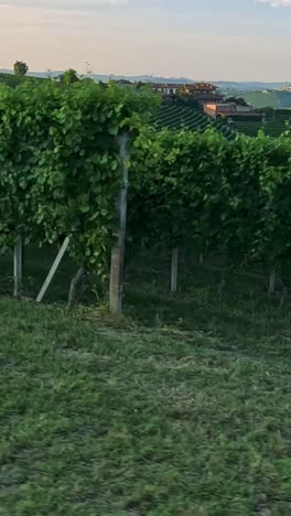 viñedos exuberantes y colinas onduladas en cuneo, italia