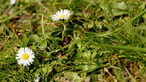 las flores son para un jardín lo que las palabras son para un libro