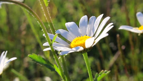 daisy in the morning sun