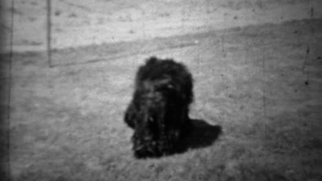 1934: women playing fetch with family back long curly haired dog.