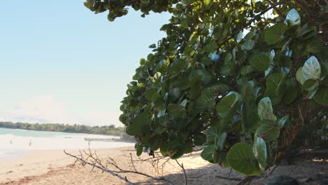 seagrape growing along guadeloupe beach