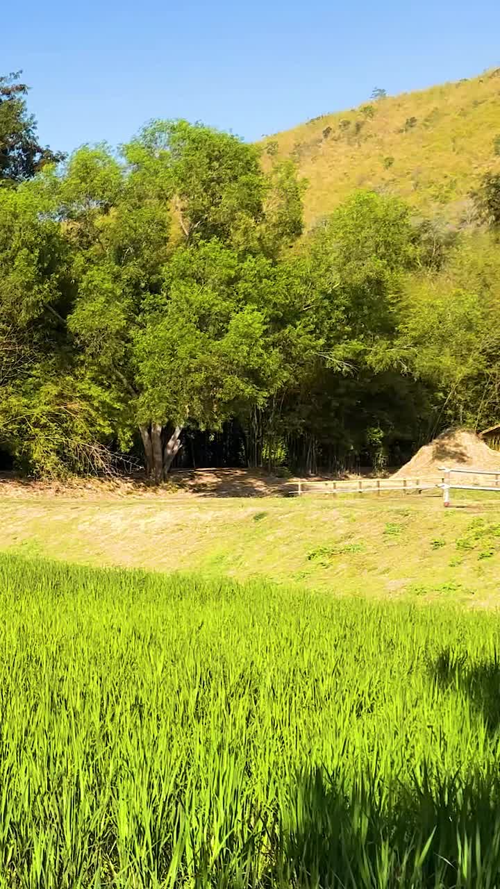 먼 곳 의 사원 을 볼 수 있는 푸른  들